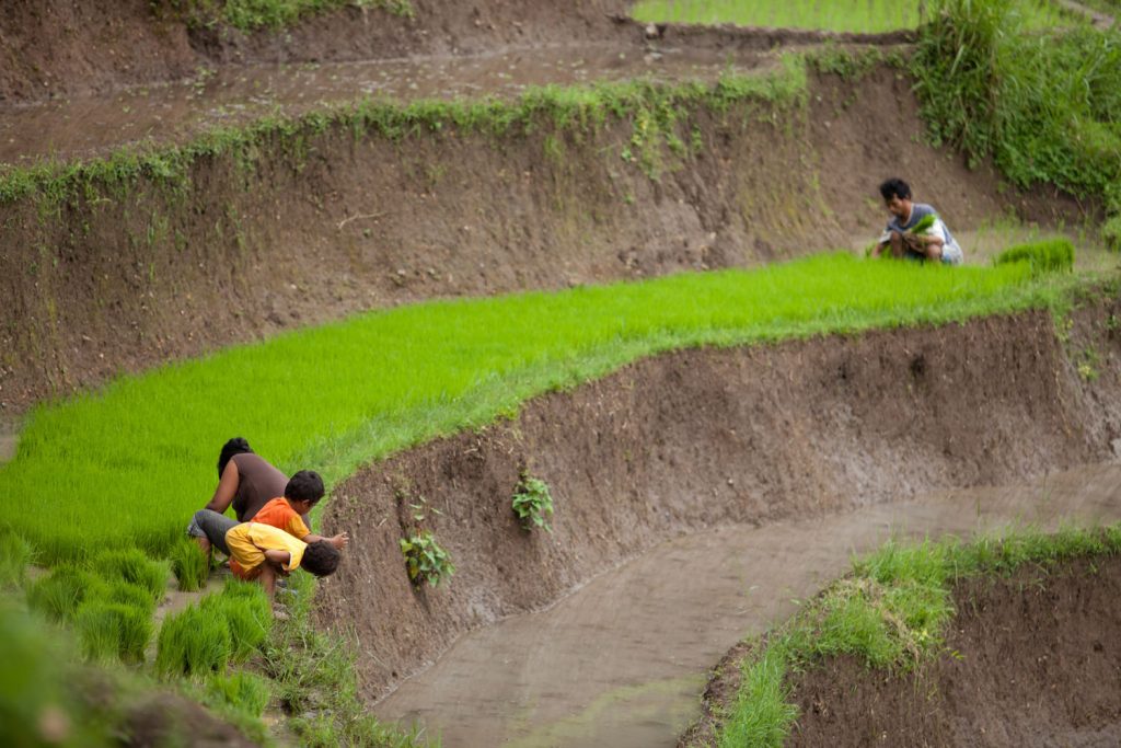 Ubud Ricefield